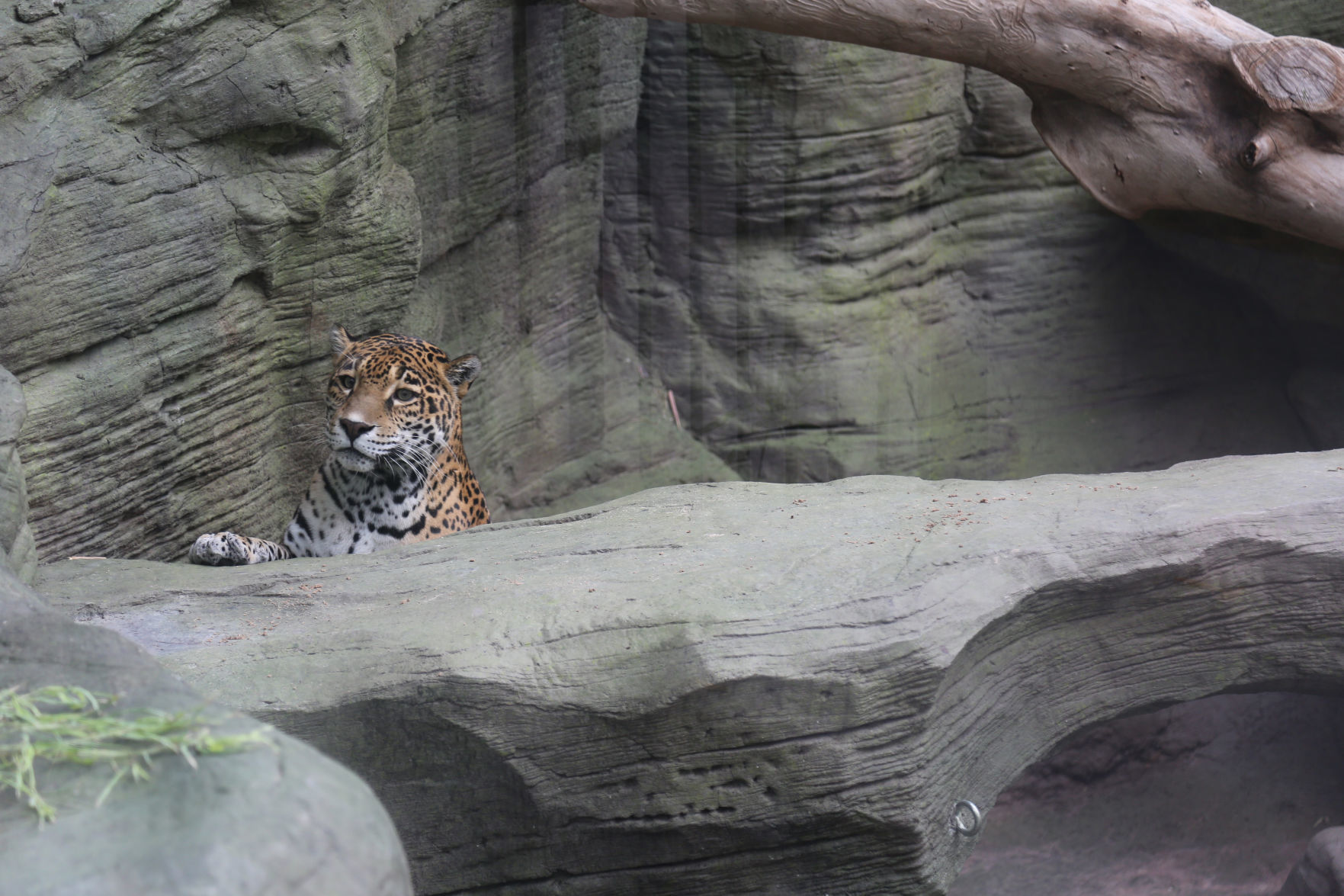 Meet Reid Park Zoo's new jaguar Bella